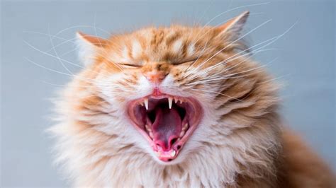 Tu Gato Tiene Gingivitis Descubre C Mo Detectarla Y Prevenirla