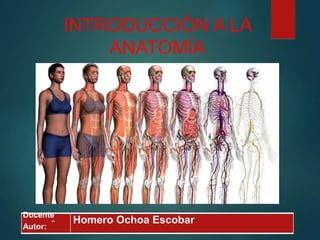 Introduccion A La Anatomia Humana B Ppt