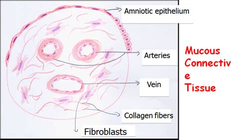 Connective Tissue