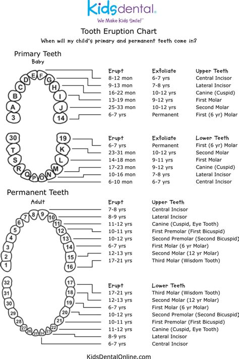 Free Teeth Numbers Chart Pdf 37kb Pages 44 Off