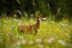 7 Sounds And Noises Deer Make (How To Identify Them) - Pest Pointers