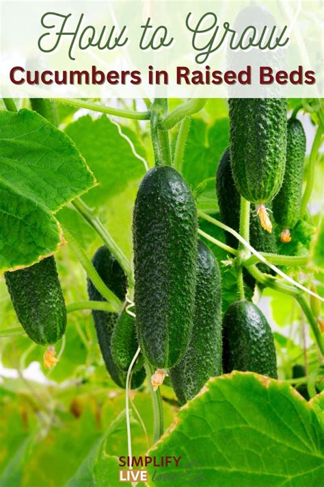 Tips For Growing Cucumbers In Raised Beds Containers Cucumber