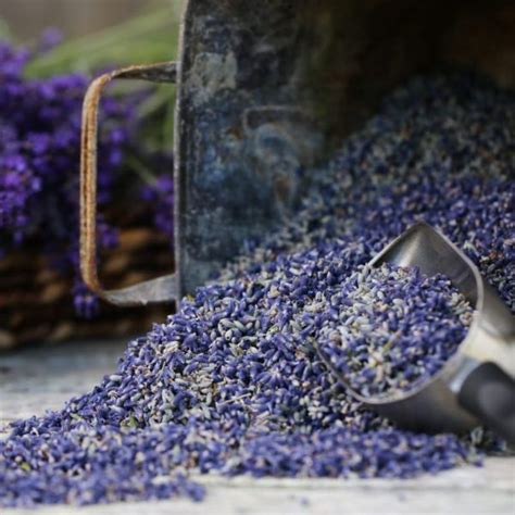 Lavender care growing lavender in cold climates – Artofit