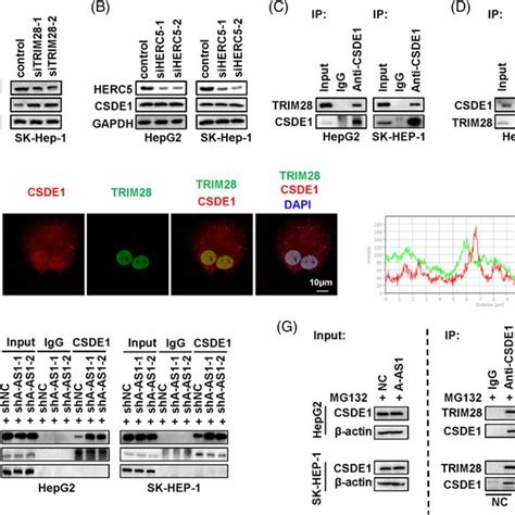 Arhgap5‐as1 Interrupts The Binding Of Csde1 With Its E3 Ligase Trim28