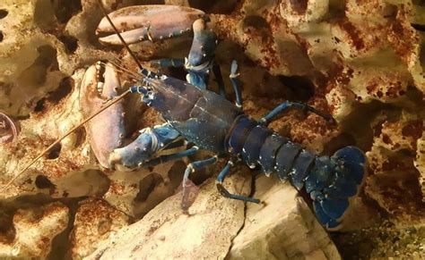 Loisirs Culturels Visites Guid Es Excursions Seine Maritime