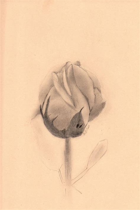 An Unopened Flower Of A Rose Original Pencil Drawing On Toned Paper