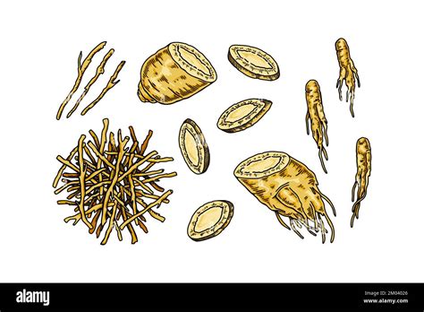 Set Of Hand Drawn Wild Ginseng Roots Isolated On White Background