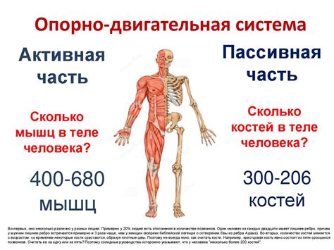 Опора и движение. Кости скелета - презентация онлайн