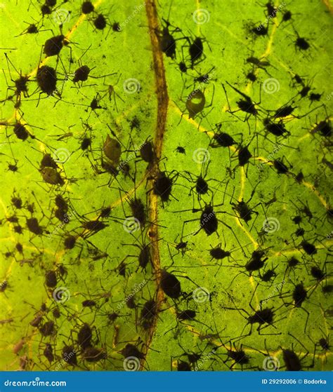 Aphis infection on leaf stock photo. Image of infection - 29292006