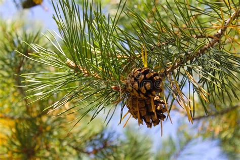 Brown Pine Cone on a Branch Stock Photo - Image of flora, growing: 80244044