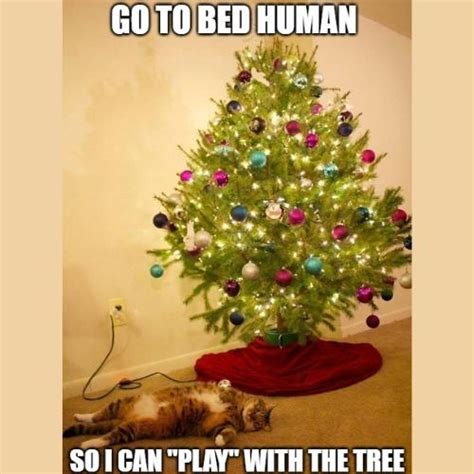 31 Most Hilarious Cat Christmas Tree Memes 2024 Of All Time Happy