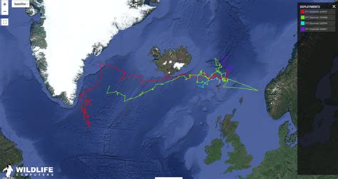 10 November 22 White Sided Dolphin Visits Three Countries NAMMCO