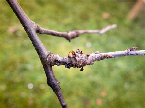 How To Prune A Plum Tree For Better Harvests | Plum tree, Pruning fruit ...