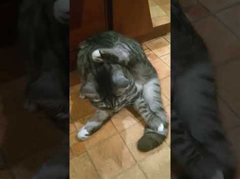 Кошка прикол - YouTube