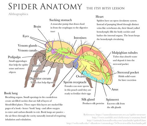 Spider Anatomy (Digital, 2017) | Jumping spider, Insect anatomy, Spider ...