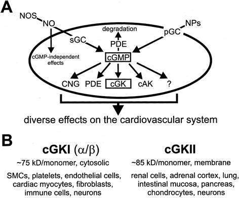 Cyclic Gmp Dependent Protein Kinases And The Cardiovascular System