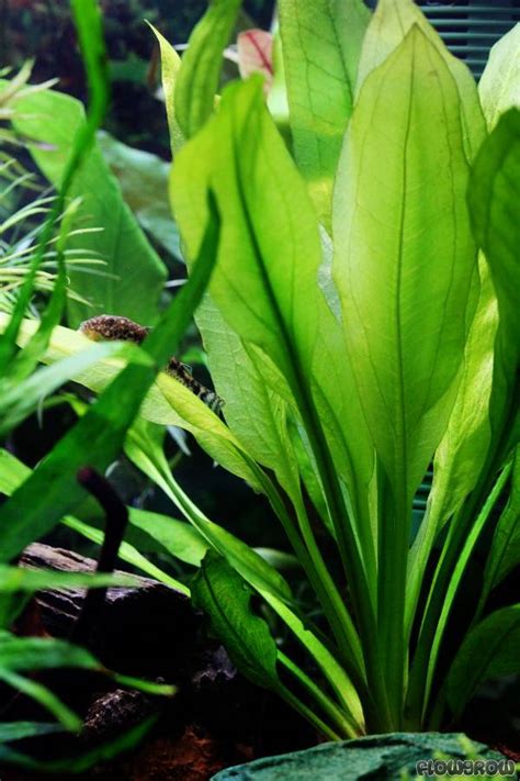 Echinodorus grisebachii 'Bleherae' - Broadleaved Amazon Swordplant ...