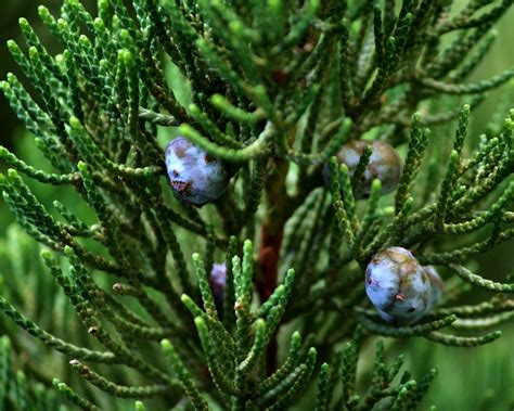 How to Grow Juniper - Soil, Grow, Enjoy