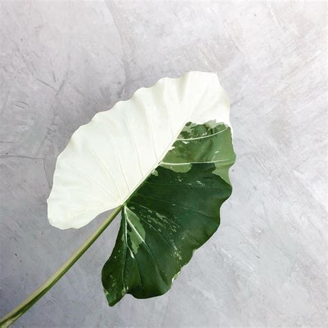 Variegated Alocasia Macrorrhiza Variegata The Elephant Ear Plant