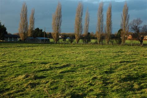 Poplar Trees Stoke Orchard Philip Halling Geograph Britain And