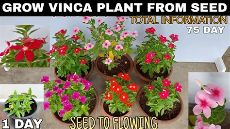 How To Grow Vincaperiwinkle At Homeseed To Flowingwith Step By Step