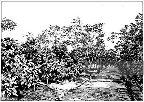 21 Coffee Farm Engraving Stock Photos High Res Pictures And Images