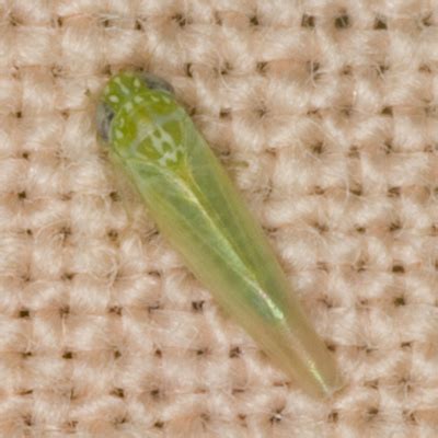 Potato Leafhopper Empoasca Fabae Bugguide Net