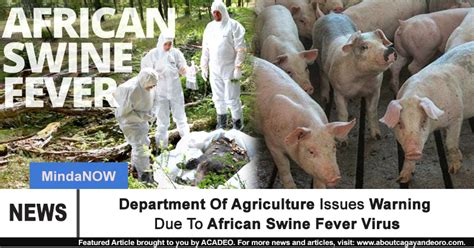 Department Of Agriculture Issues Warning Due To African Swine Fever