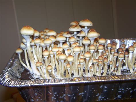 Blue Meanie Cubensis Spore Syringes And Magic Mushroom Grow Kits