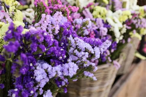 The Purple Statice Flower Meaning Symbolism And Colors Pansy Maiden