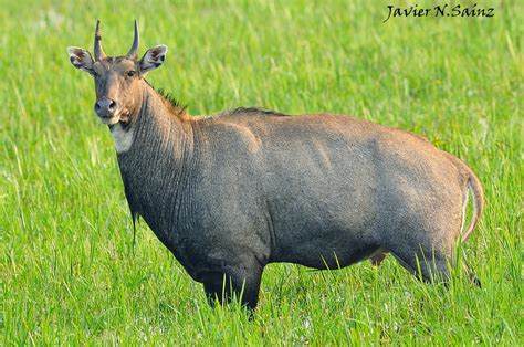 Fauna y fotografía EL TORO AZUL Boselaphus tragocamelus