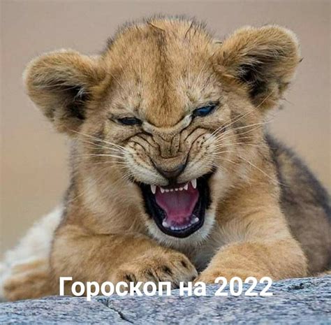 Лев по гороскопу. Лев по жизни. | ВКонтакте