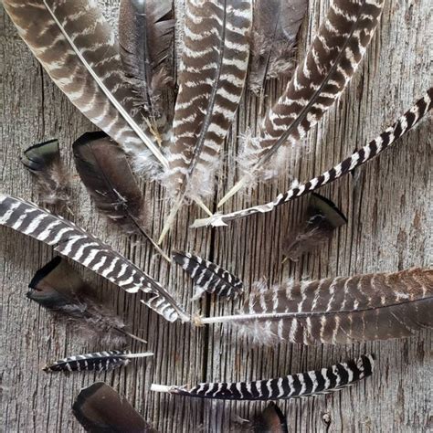 Wild Turkey Feathers - Etsy