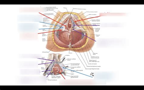 Ontwikkeling En Voortplanting Anatomie Diagram Quizlet