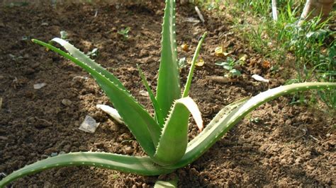 Amazing Benefits Of Aloe Vera Ghritkumari Nnhc Youtube