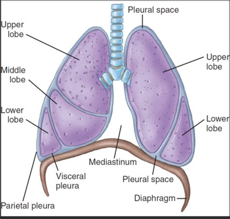 Airway Management Module Flashcards Quizlet