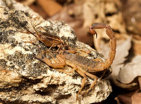 Escorpião É Um Inseto - Ciências Biológicas: Escorpião