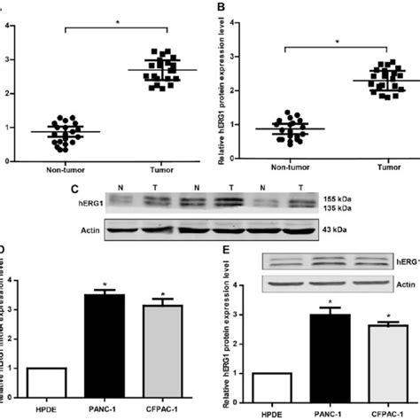 The Expression Patterns Of Herg In Pc Tissues And Cell Lines A And