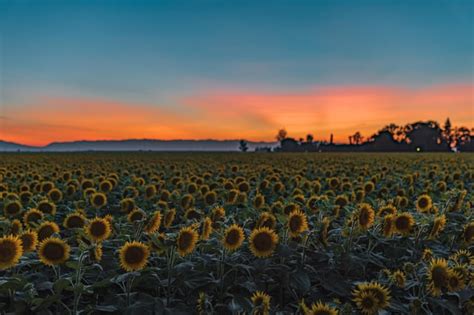 The Sunflower Fields Are In Full Bloom In Dixon California Oc