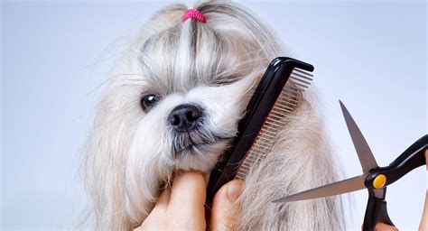 C Mo Cortar El Pelo De Tu Perro Como Un Profesional