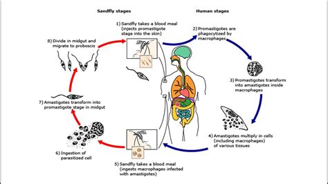 Ciclo Biológico De Leishmania Leishmaniasis Youtube