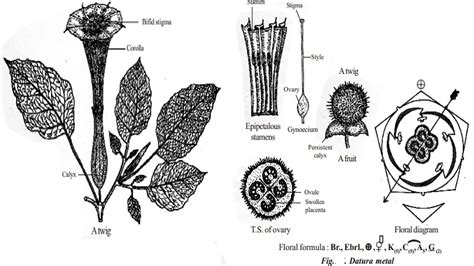 Botanical Description And Economic Importance Of Datura Metal