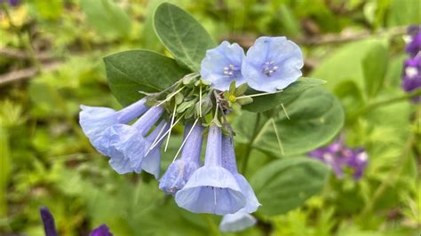 How To Grow Bluebells From Seed YouTube