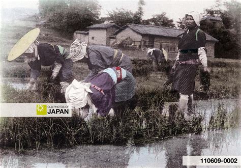 1907 • The Rice In Japan Old Photos Of Japan