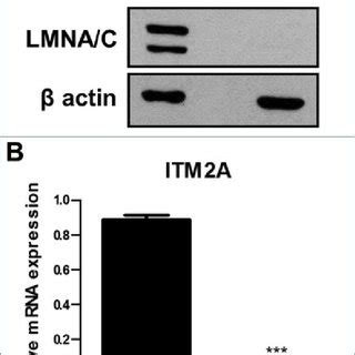 Itm2a Expression Is Downregulated In LMNA KO MEFs A Total RNA Was