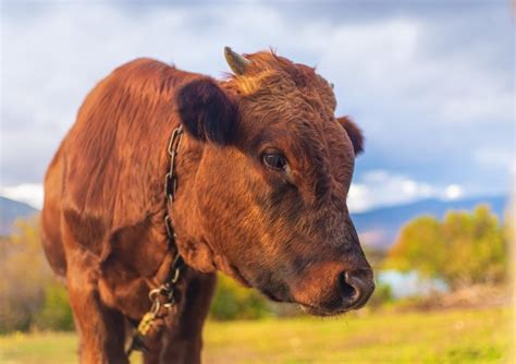 Premium Photo | Young bull portrait in pasture