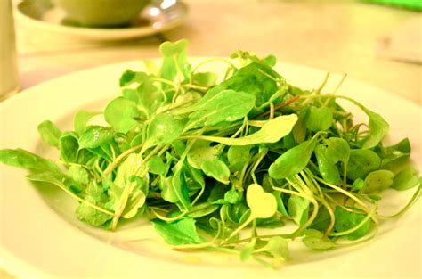 Micro Arugula Salad – Eckerton Hill Farm