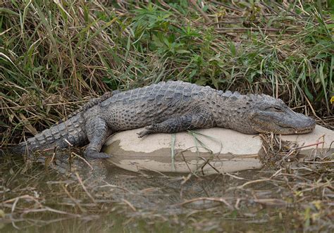 Chinese Alligator on Shanghai's Chongming Island - Shanghai Birding 上海观鸟