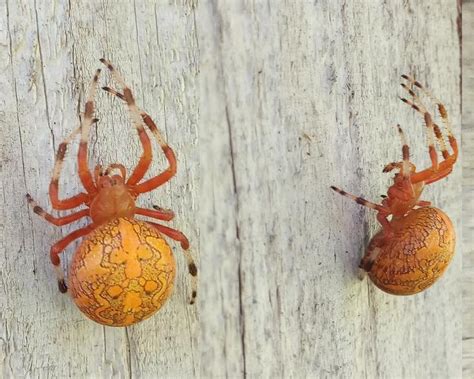 Araneus Marmoreus Marbled Orb Weaver In Grantsville West Virginia