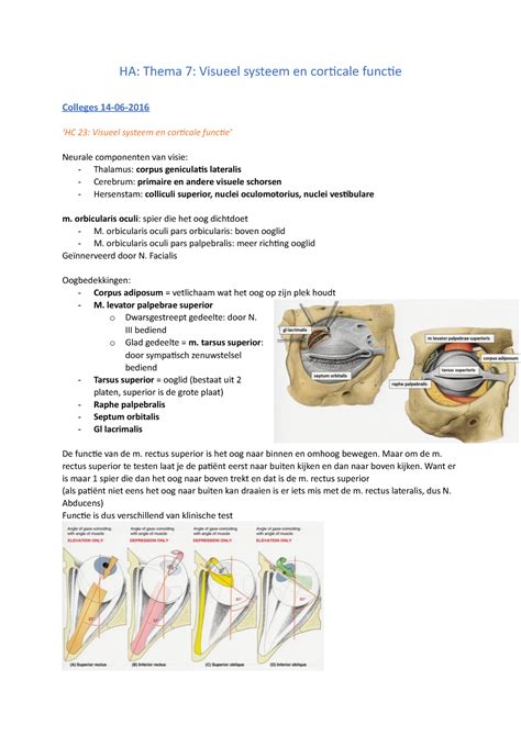 College Aantekeningen College Thema 7 Visueel Systeem Aantekeningen